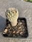 Preview: Encephalocarpus strobiliformis
